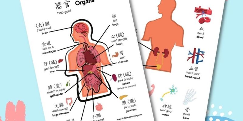 Organs of the body 2